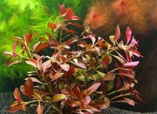 rare!  ludwigia repens rubin SUPER RED   plante facile tres rouge aquarium  