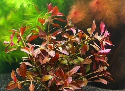 Rare ludwigia repens - , rubin