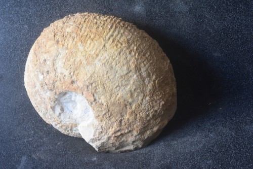 Grosse ammonite