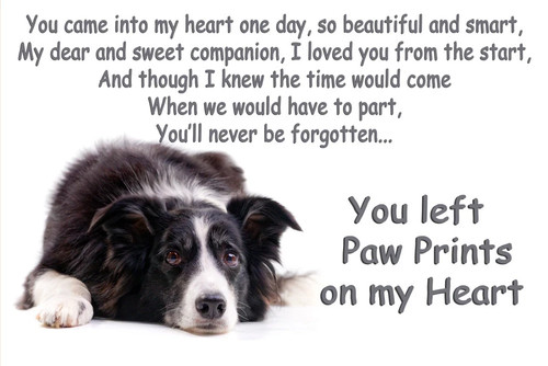 Border collie heaven - border,