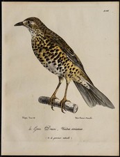 1830 - Grive draine - Lithographie ancienne d'oiseau (Ornithologie) en couleurs