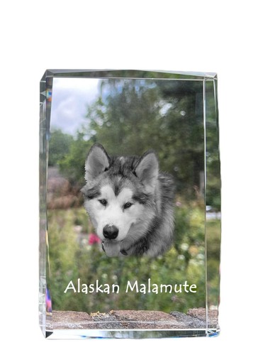 Malamute alaska cristal - malamute,