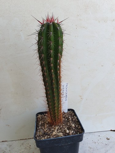 Cactus cierge pachycereus - cactus,