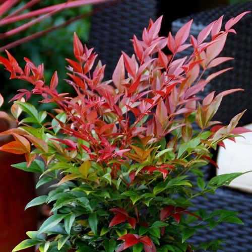 Nandina domestica obsessed - nandina,