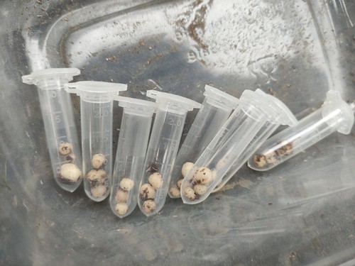 Tubers drosera moorei 3 - tubers,