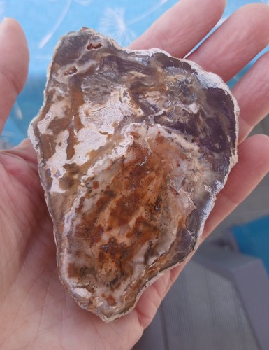 Bois fossile tranche 193 - , g