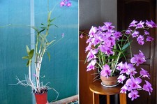 Dendrobium bigibbum