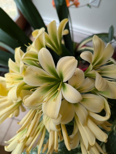 Two clivia miniata - miniata, seedling