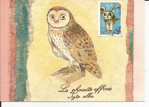 Art chouette effraie - cp, la