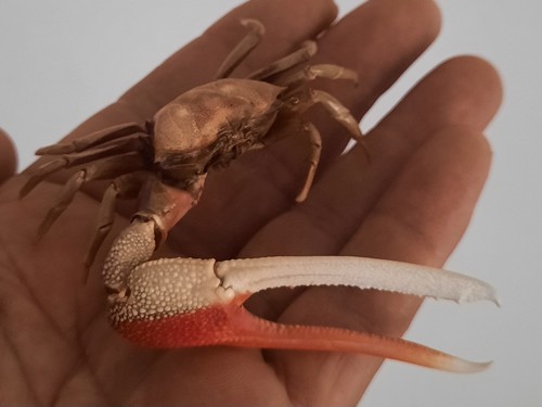 Curiosité taxidermie - taxidermie,