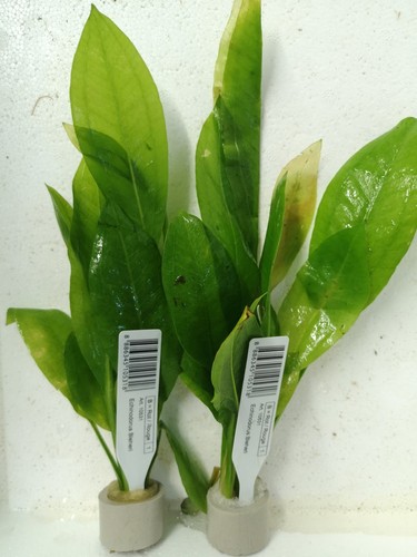 Echinodorus bleheri plante - bleheri,