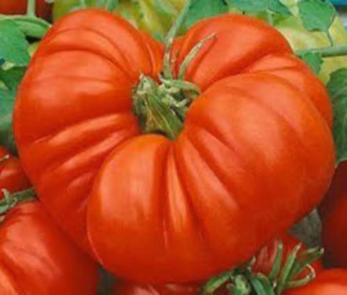 Graines tomate beefsteak - graines,