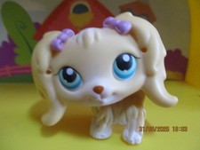 Petshop Chien Bichon Maltais