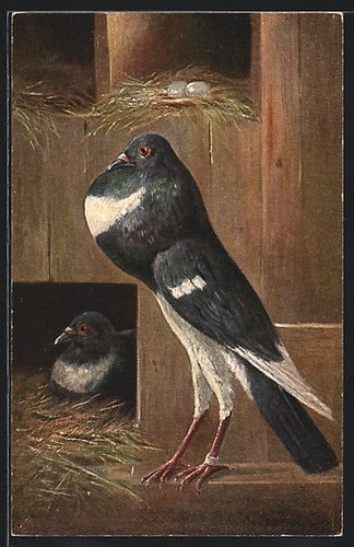 Pigeon voyageur carte postale - pigeon,