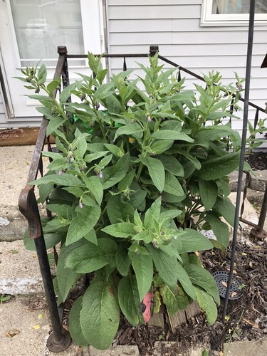 Comfrey - 1",