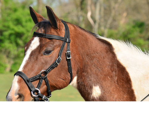 Draft horse size any - horse, color