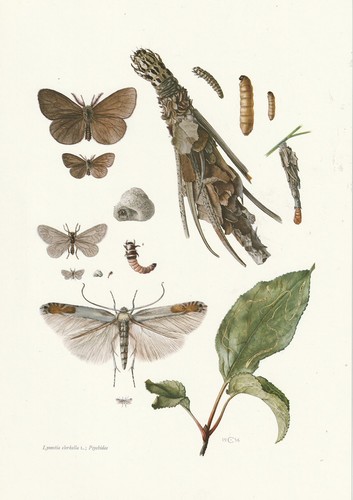 Planche 112 histoire naturelle - planche,