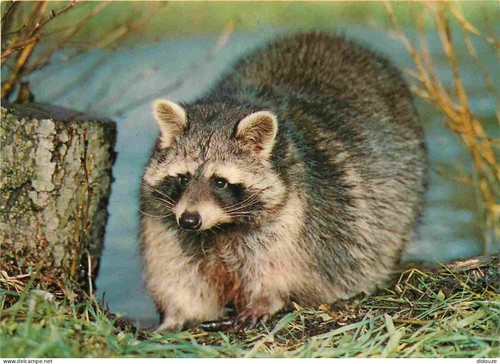 Postcard animals raccoon - -,