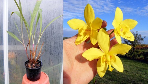 Spathoglottis kimballiana - ,