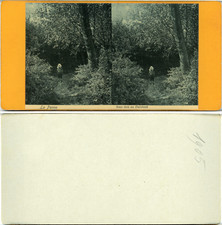 Stéréo, Belgique, La Panne, sous-bois de Duinhoek Vintage albumen stereo card, 