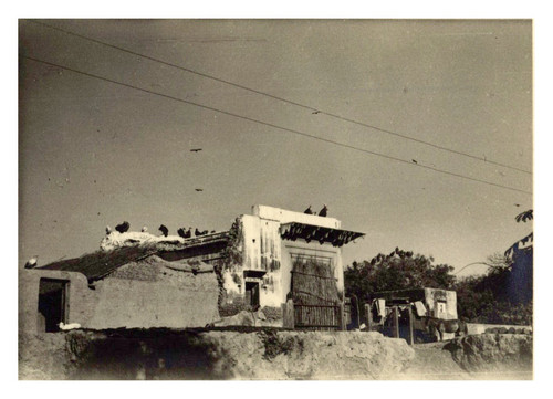 Inde muttra vautours - muttra,,