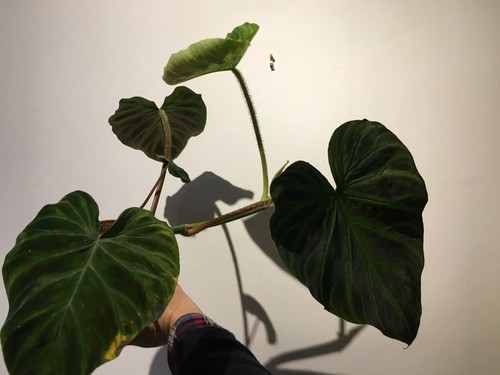 Magnifique philodendron - magnifique,