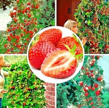 100 graines Fraisier Fraise