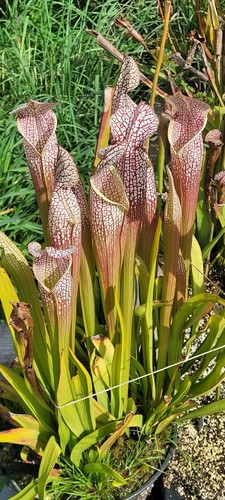 Graines sarracenia mont - graines,