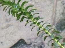Elodée Plante Aquatique