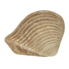 Coquillage crassatella sulcata