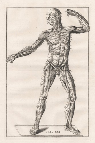 Squelette humain muscles - squelette,