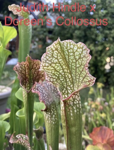 Graines sarracenia judith - de,