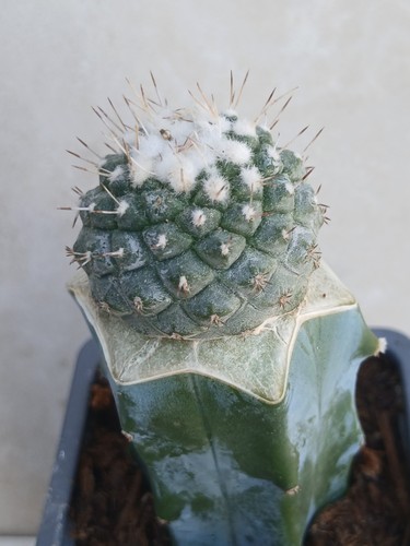 Strombocactus strobiliformis - strombocactus,