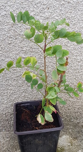 Caragana arborescens acacia - caragana,