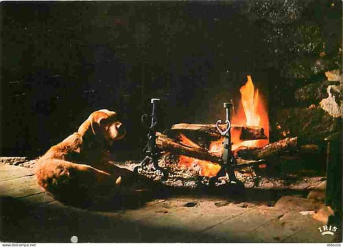 Carte postale animaux - postale,