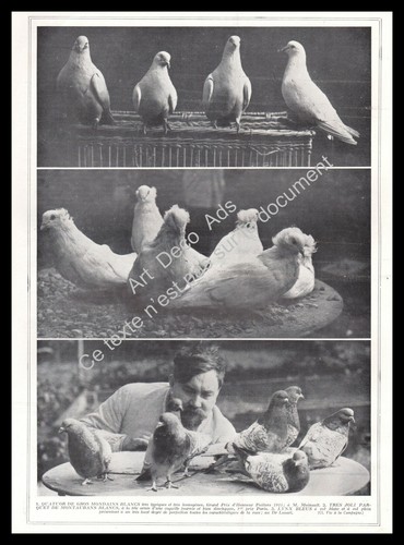 1927 colombophilie pigeons - colombophilie, ~