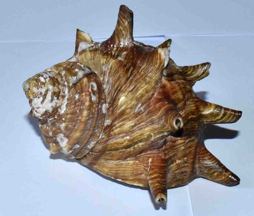 Sea shell coquillages - sea,