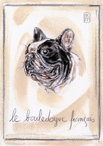 French bulldog dog - french, fine