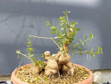 Bonsaï olivier 23 x 19 cm en