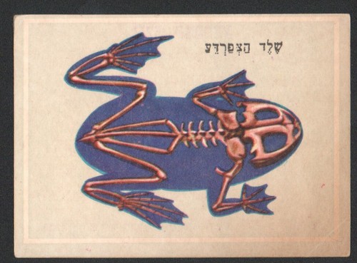 Carte squelette grenouille - , du