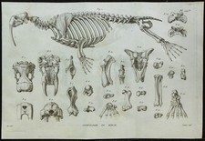 1836 - Squelette de morse - Gravure de Paléontologie de Cuvier & Anatomie