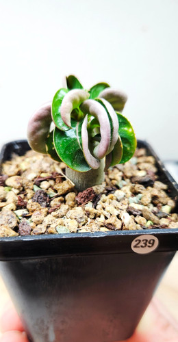 Adenium dha medusa - dha, 'medusa'