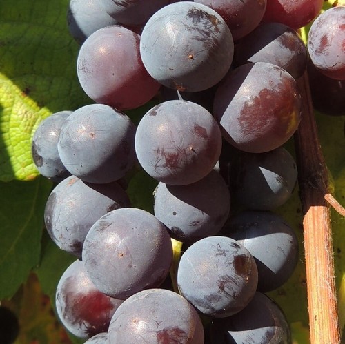Plant raisin buffalo - plant,