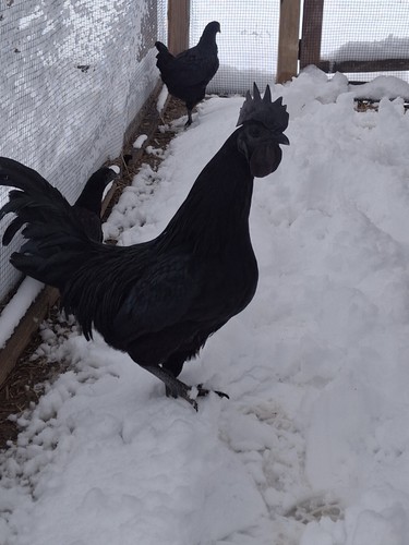 Pure black ayam cemani - black,