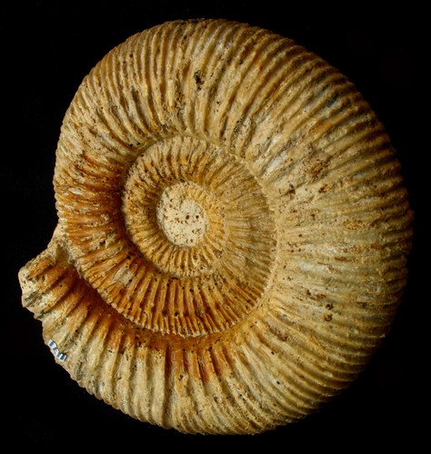 Ammonites callovien - du,