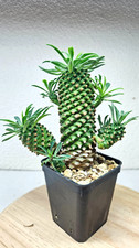 Euphorbia hypogea ➡️--LIVE