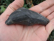 3.462 inch MEG SNACK Georgia