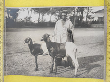 Animal ram sheep oudah photo J-65