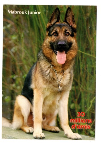 Cpm german shepherd mabrouk - shepherd,,