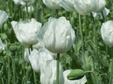 Coquelicot blanc - 100+